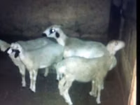 Cabras (lote, sexo no especificado), Cabras — foto 4