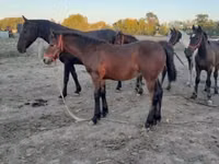 Hengst, Friesian — Foto 5
