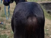 حصان, Dutch warmblood horse — الصورة 3