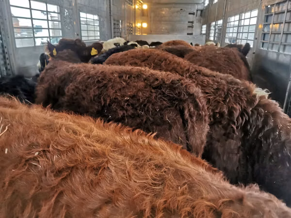 Bull, Cattle