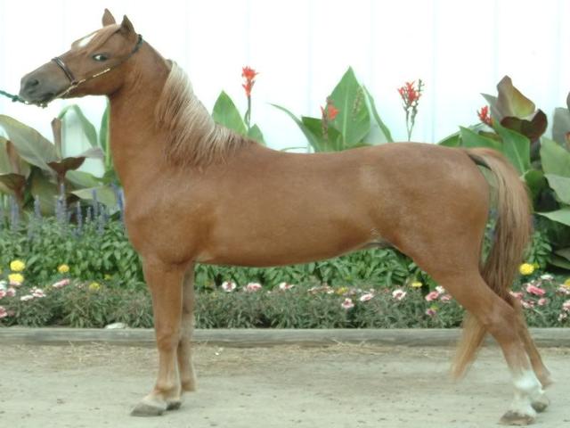 Американский шетландский пони