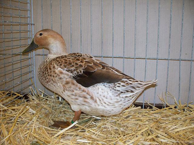 Welsh Harlequin