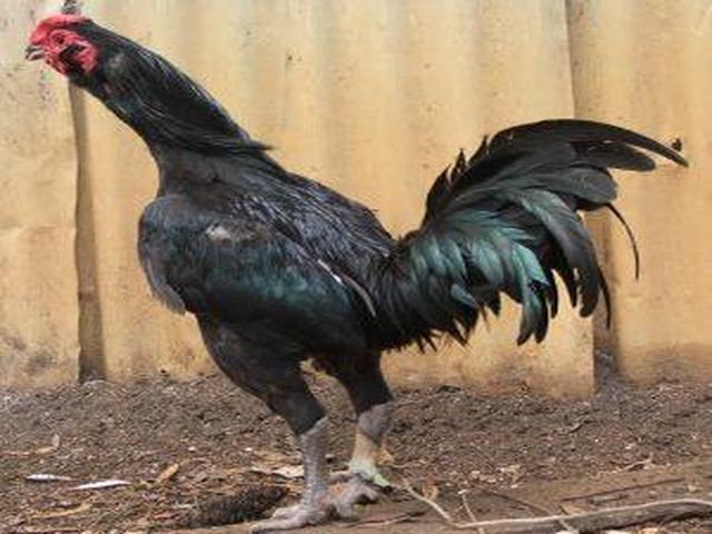 Australian Pit Game fowl