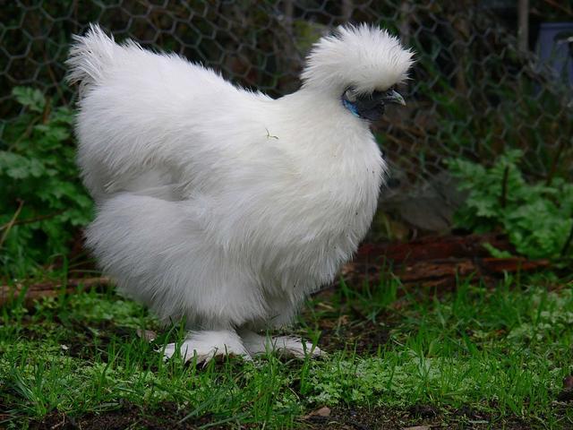 Силки