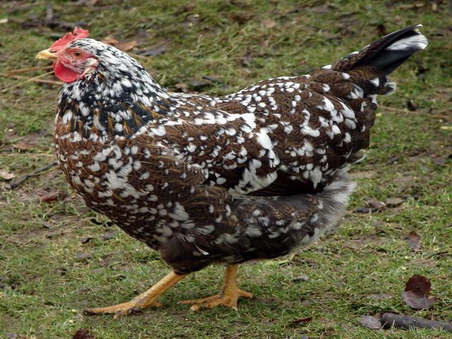 Gallina sueca de flores