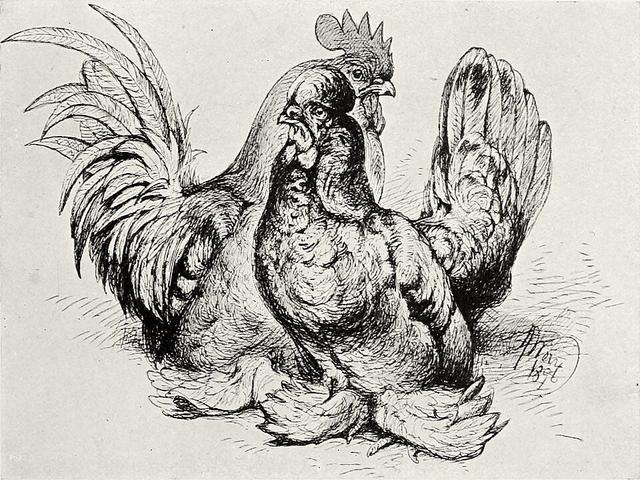 Bantam birmano
