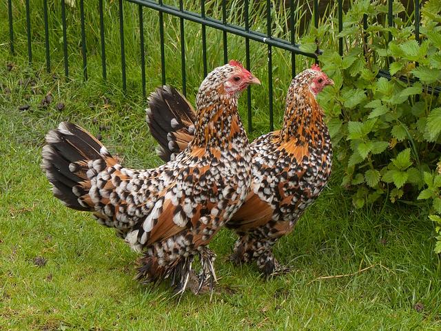 Bantam de botas