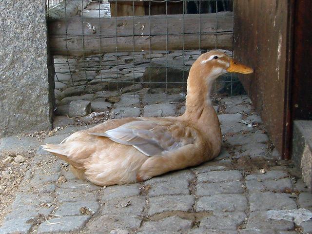 Sajonia