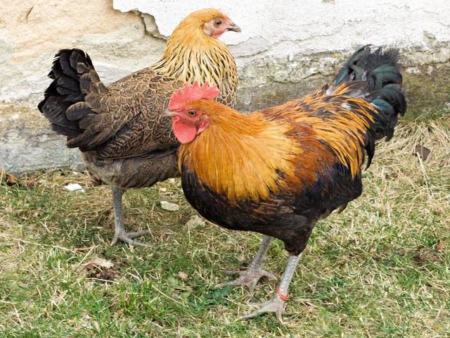 Gallina checa dorada veteada