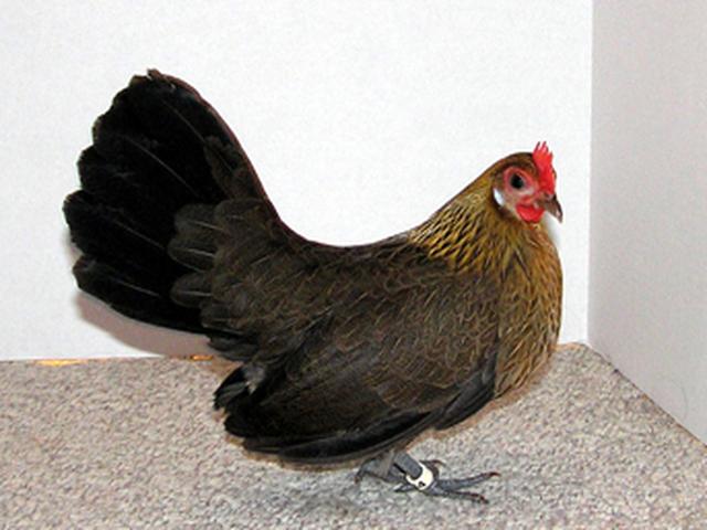 Bantam holandés