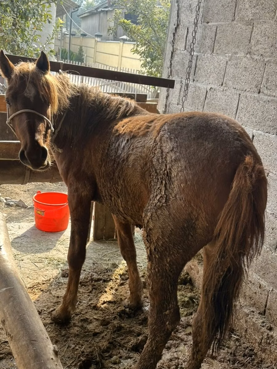 Tatar horse