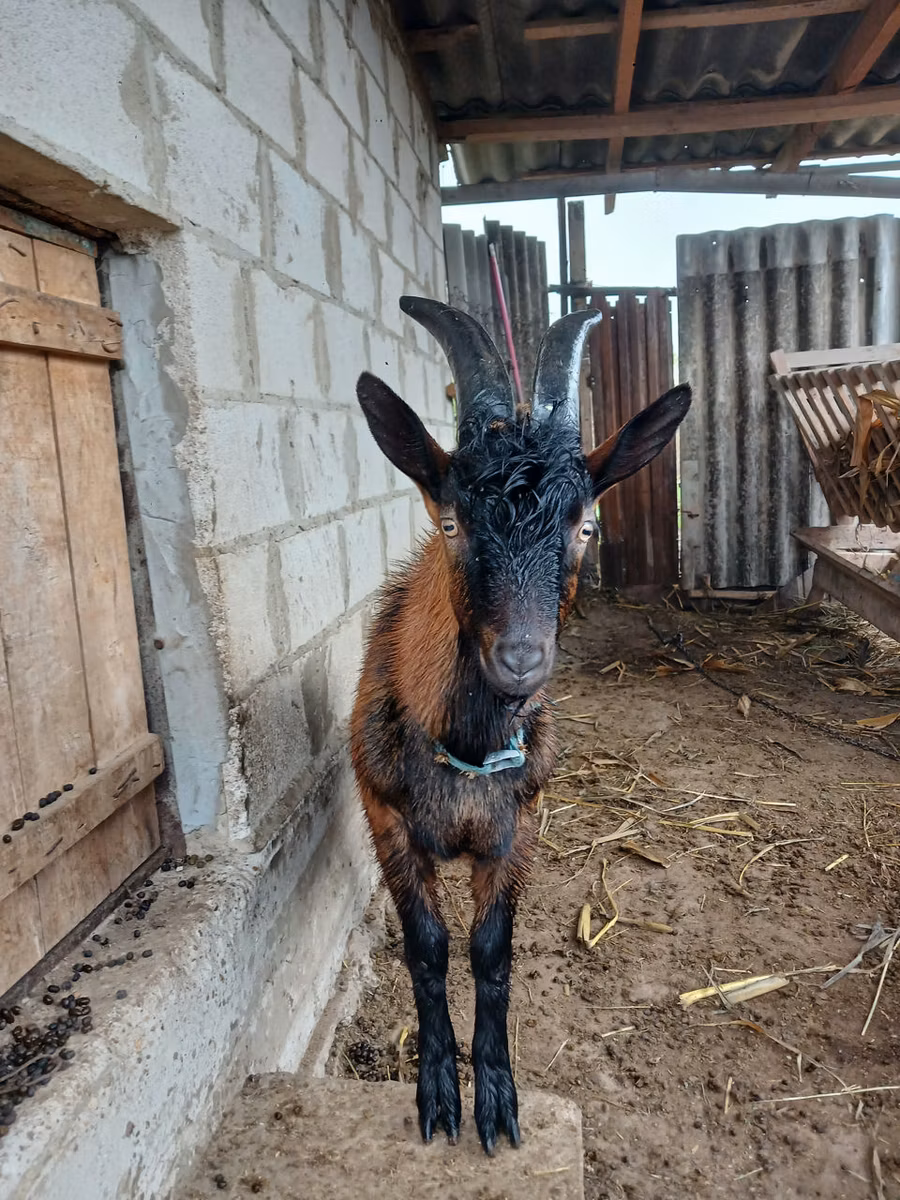 Italian Alpine goat