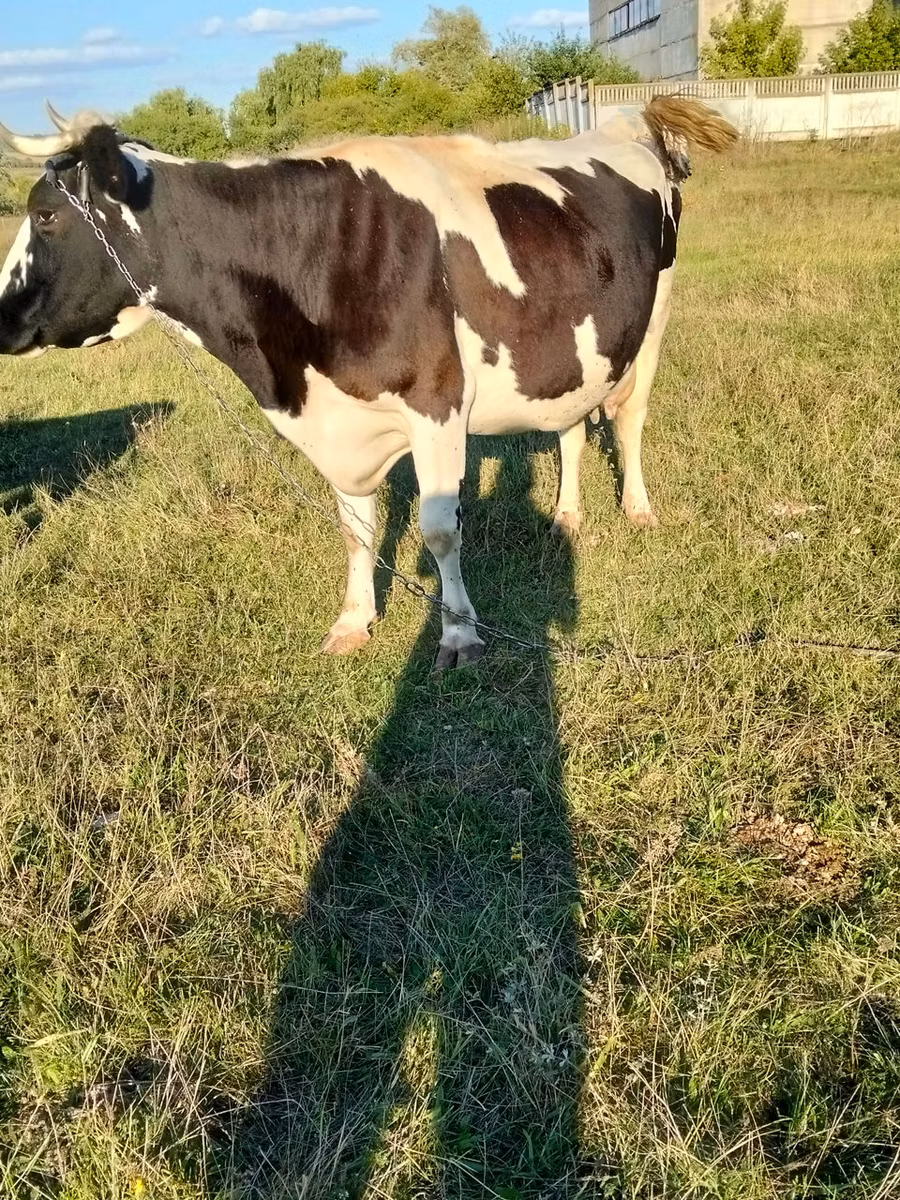 Raza de vaca