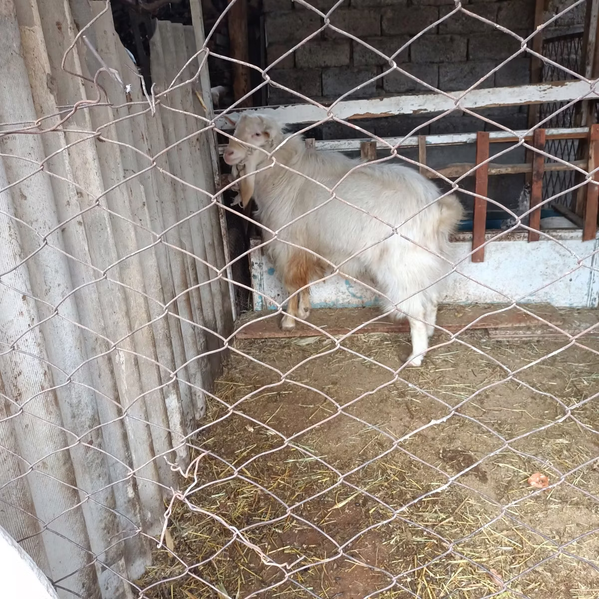 Russian White goat