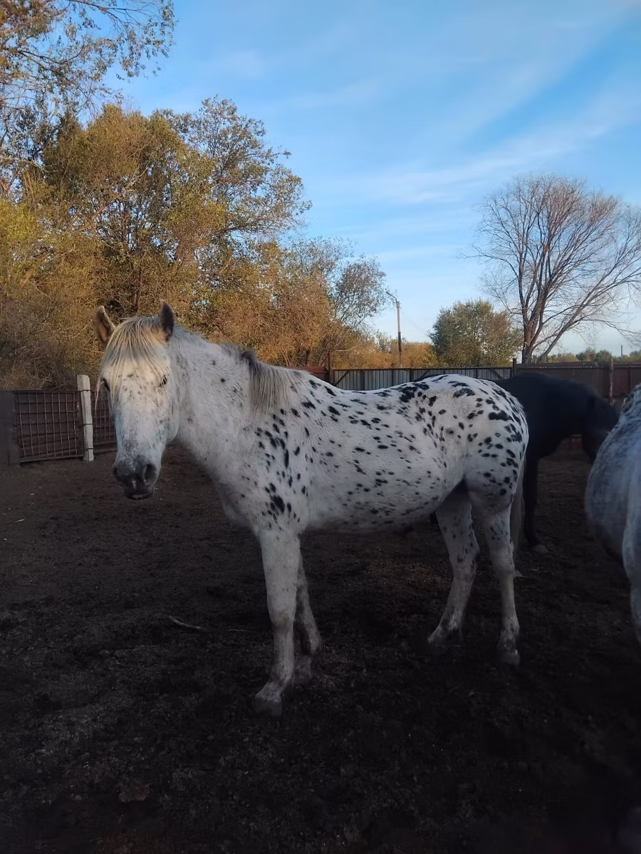 Appaloosa