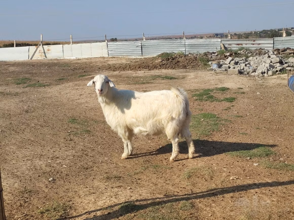 Saanen goat