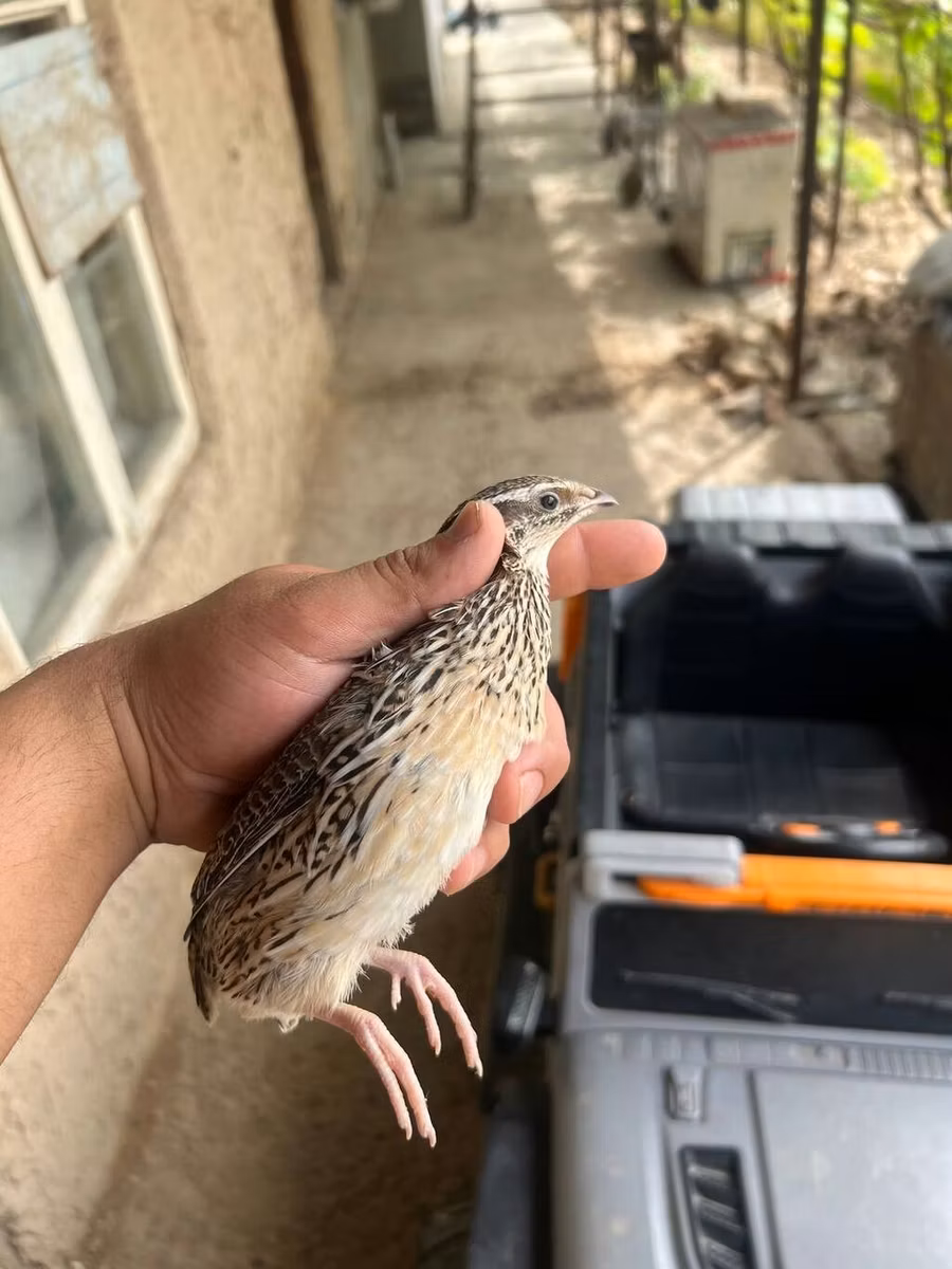 جولدن إيطالي