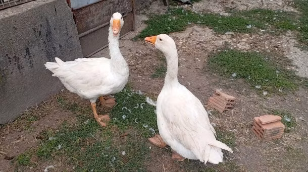 إمدن