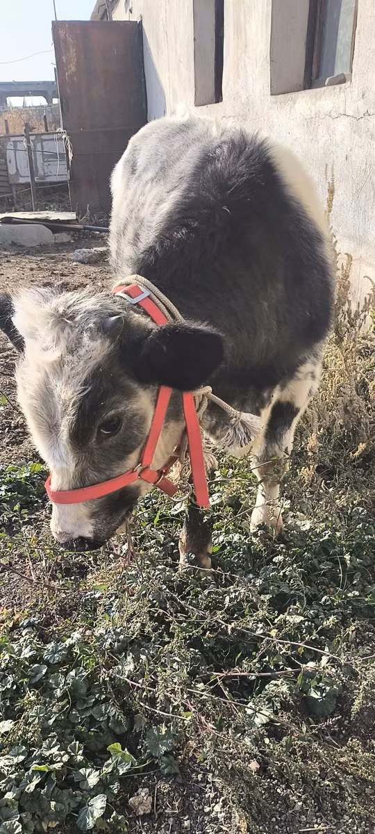 Belgian Blue