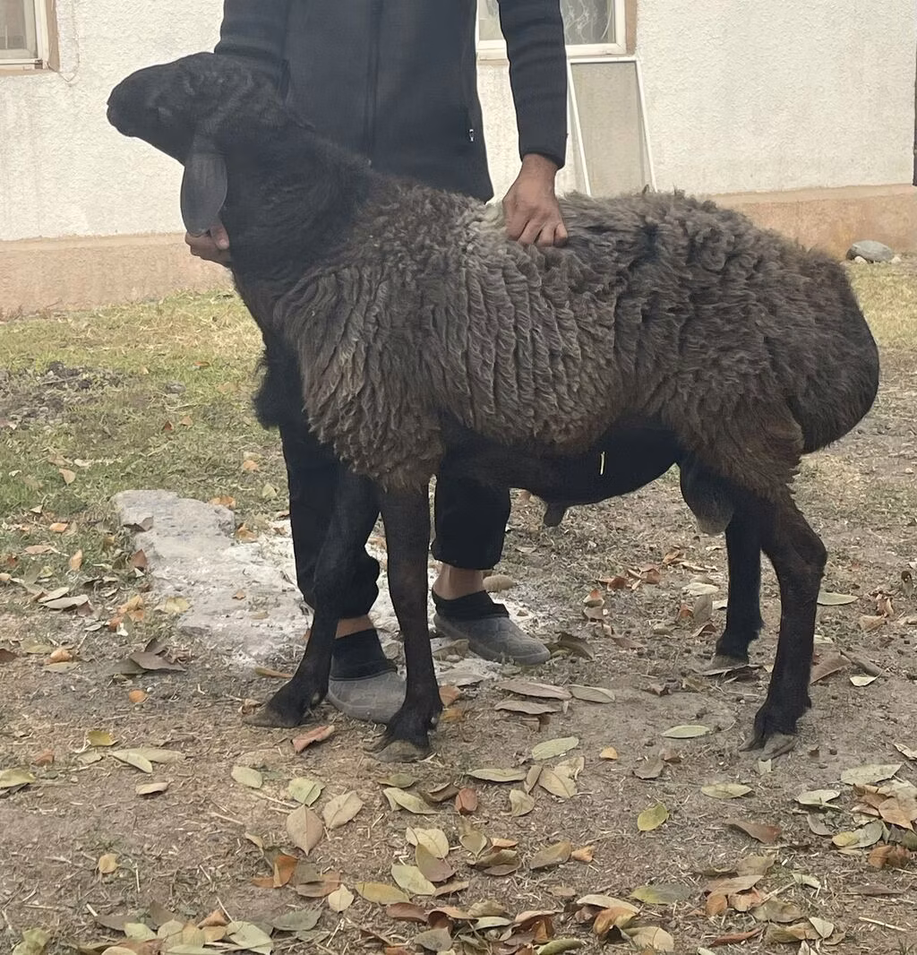 Rhon sheep