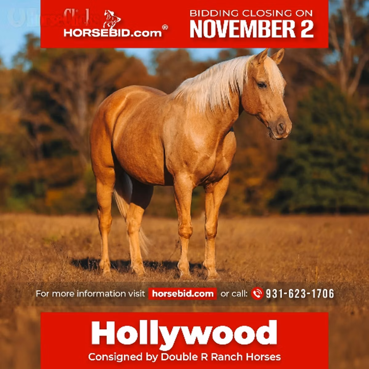 Quarter Horse