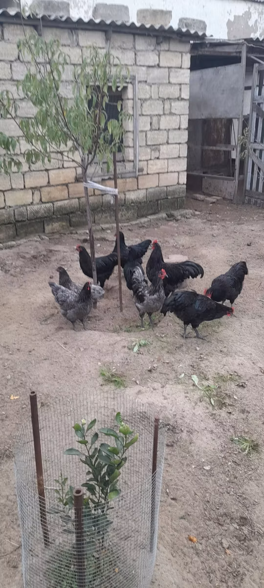 أستراليان بيت غيم فاول