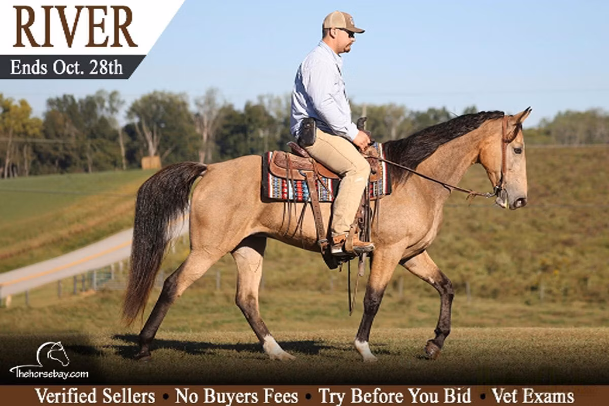 Tennessee Walking Horse
