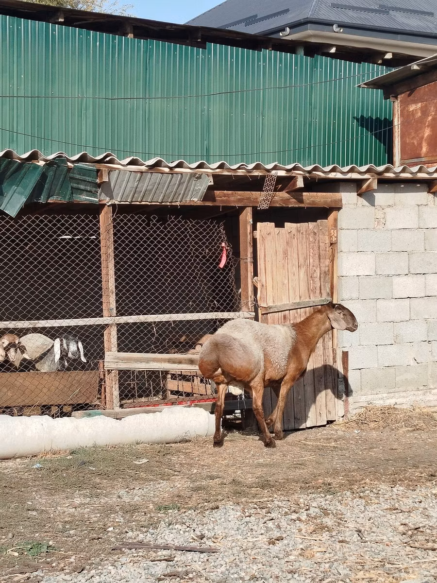 Edilbay sheep