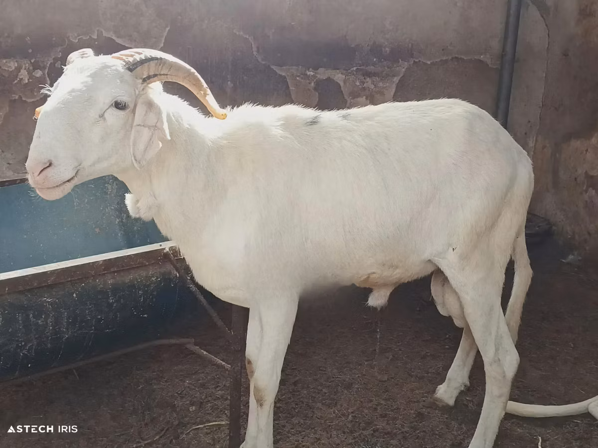Touabire sheep