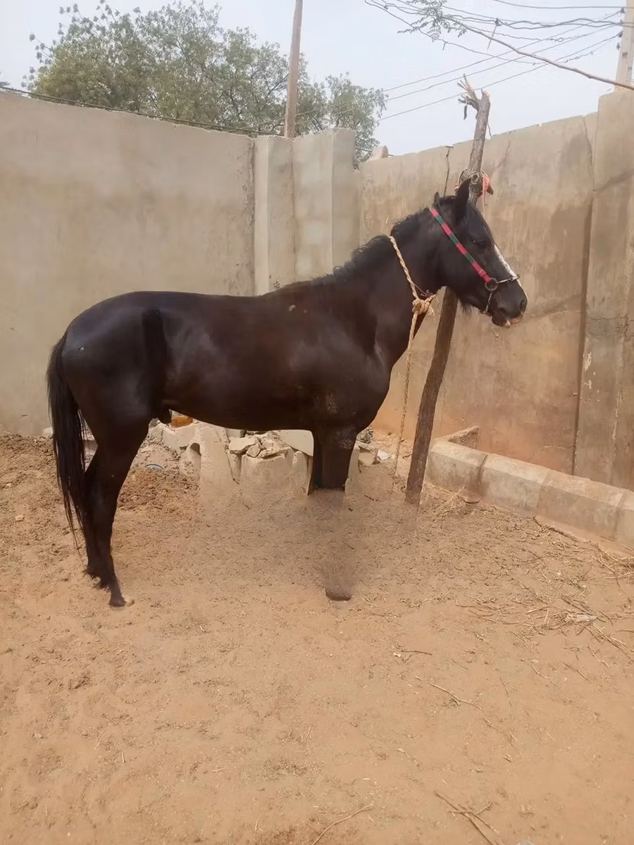 Nigerian horse