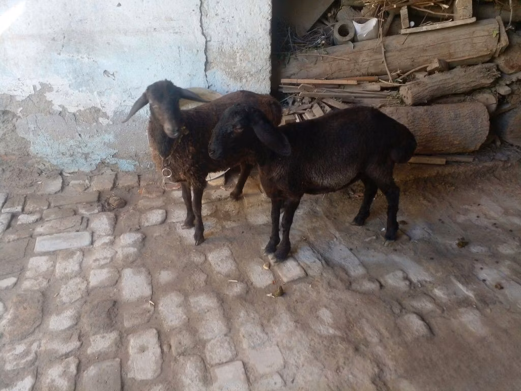 Rhon sheep