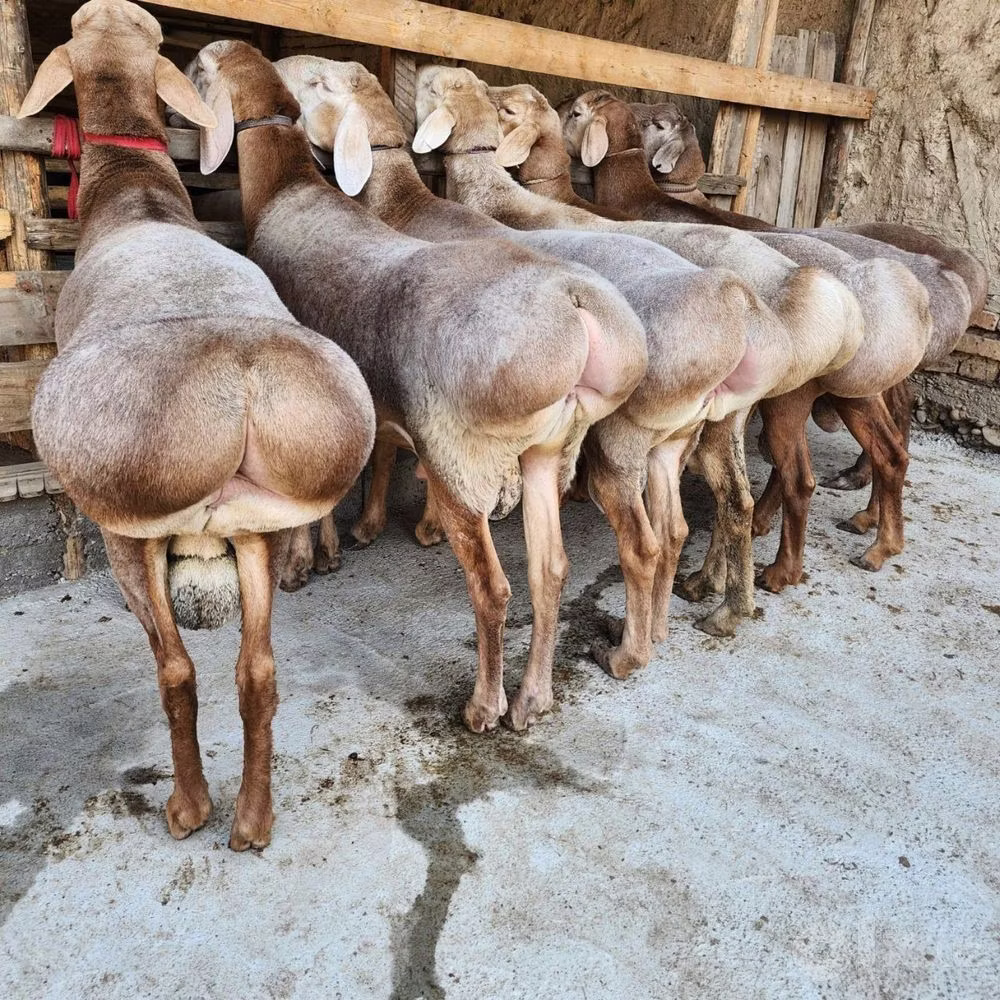 Hissar sheep