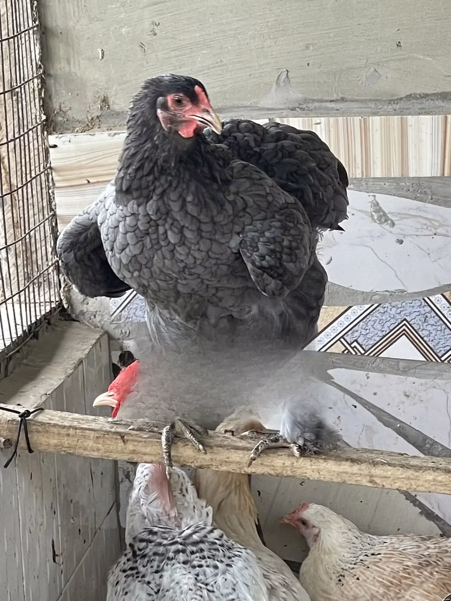 Brahma