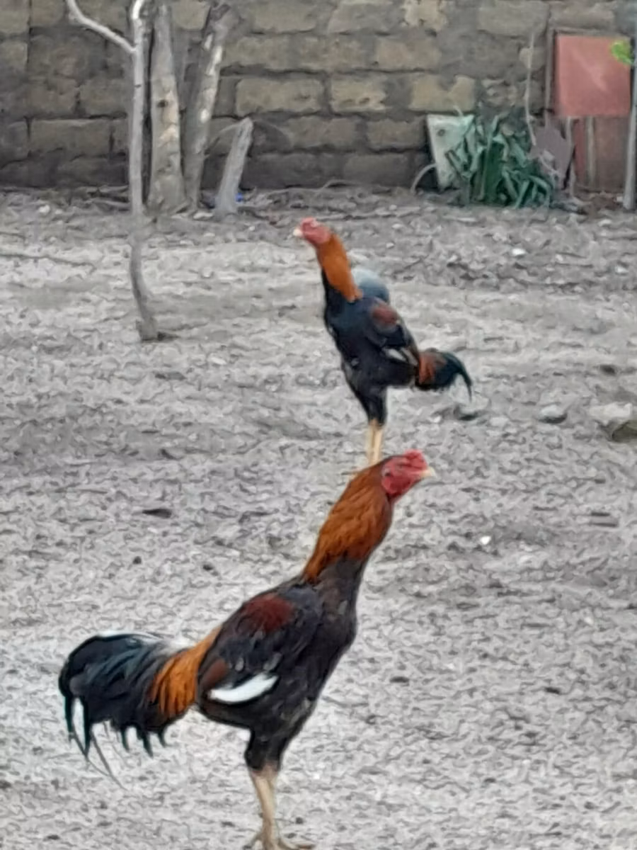 सिल्वरुड ब्लू