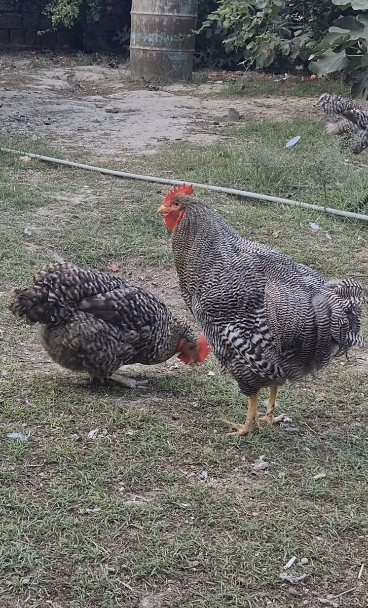 Gallina eslovena barrada