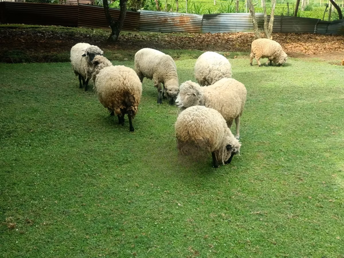 Hampshire sheep