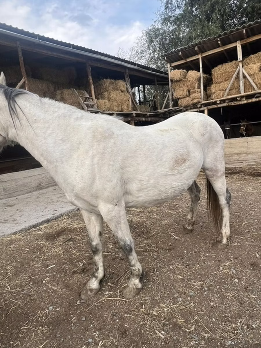 Tersk horse