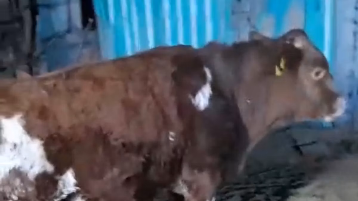 Latvian Blue cattle