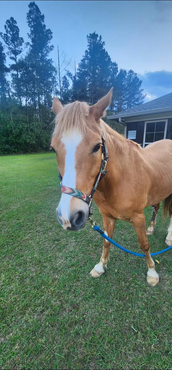 Palomino
