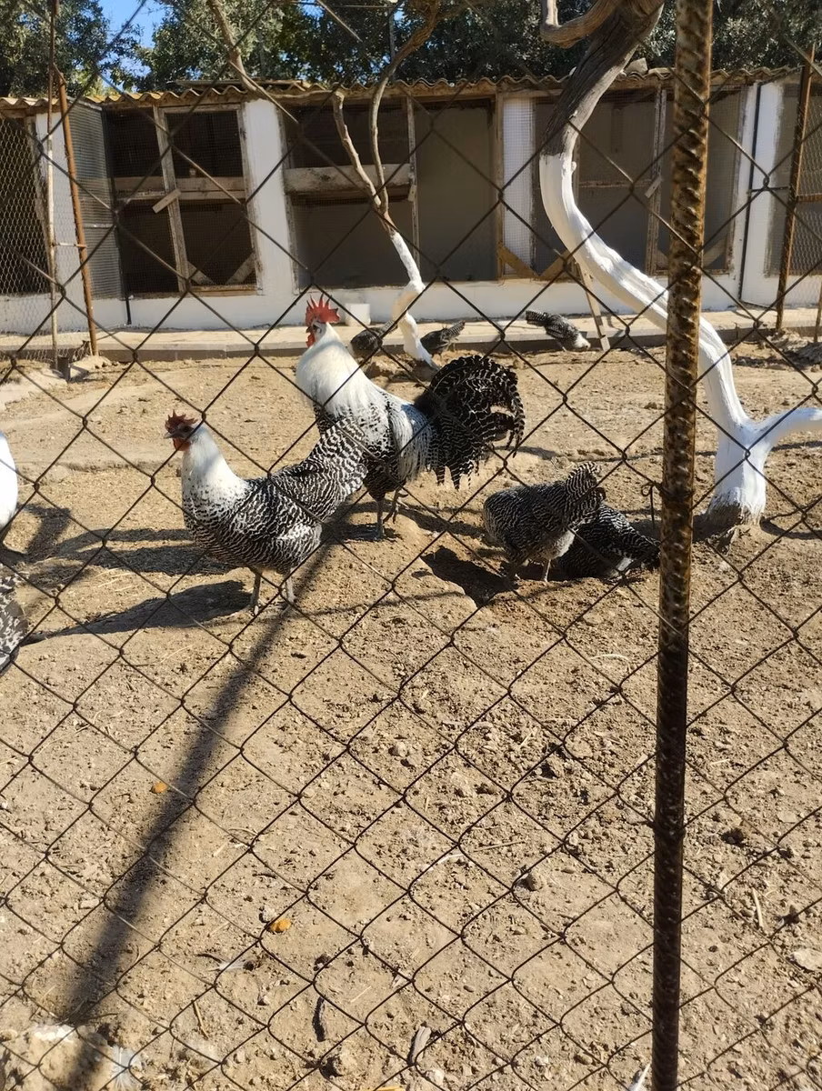 सिल्वरुड ब्लू