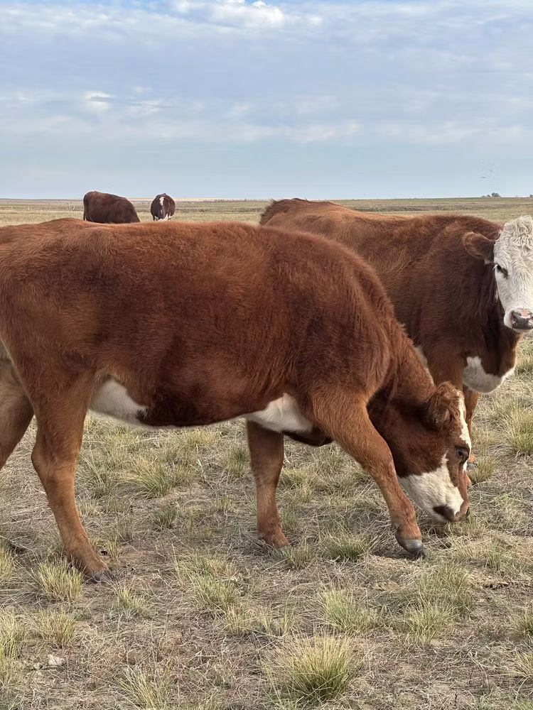 Kazakh White-headed cow
