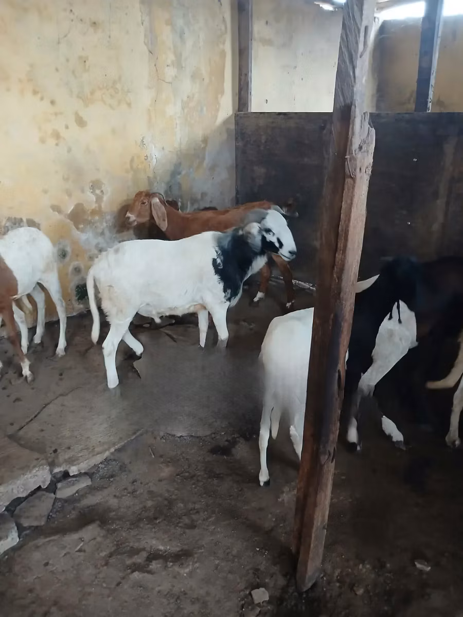 South meat sheep