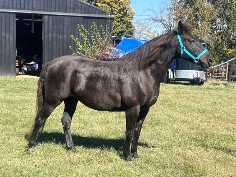 Black Sea breed