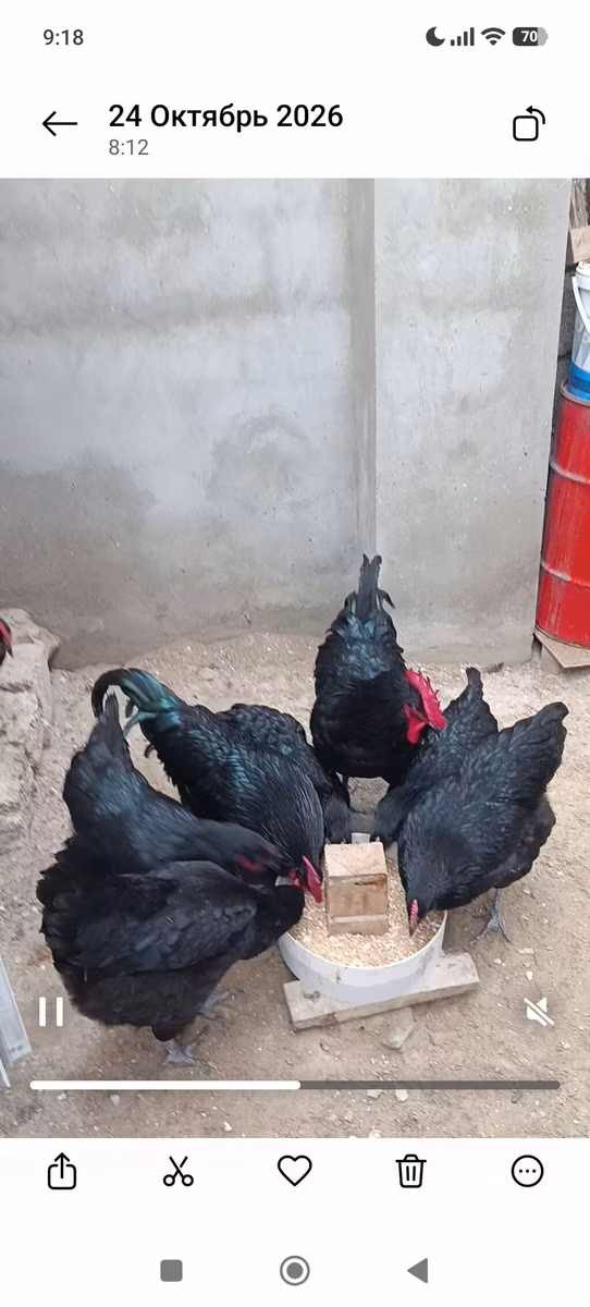أستراليان بيت غيم فاول