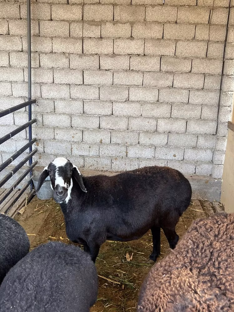Blackheaded Persian sheep