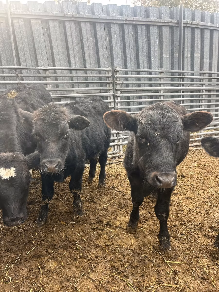 Aberdeen-Angus