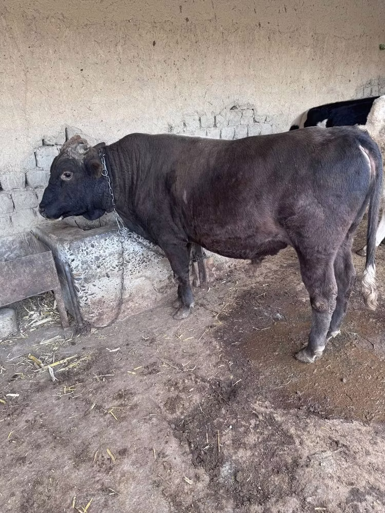 Holstein breed