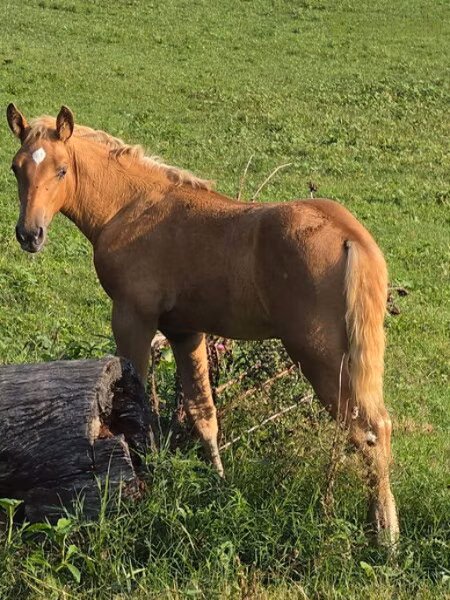 Rocky Mountain Horse