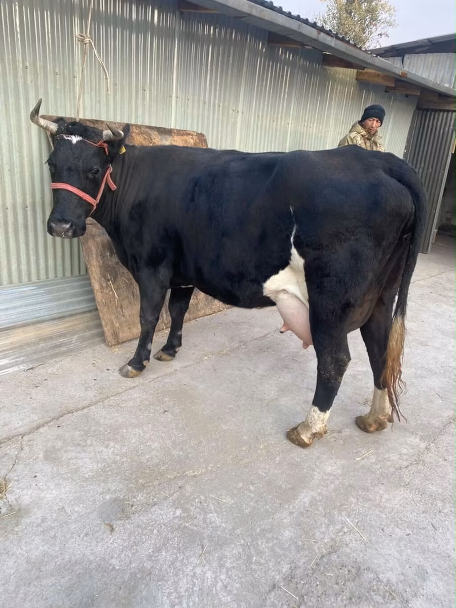 Holstein breed