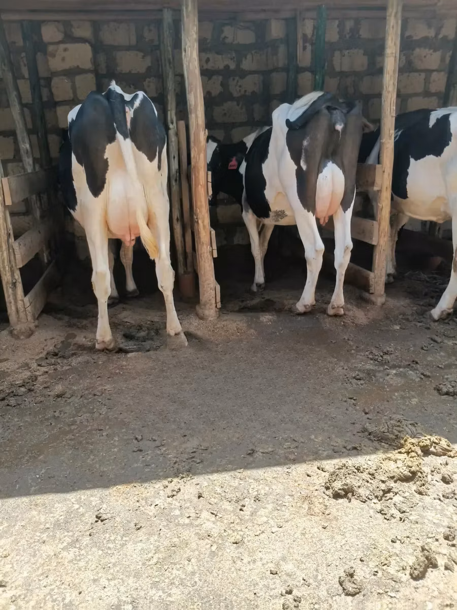 Holstein breed